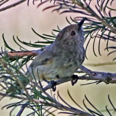 Acanthiza pusilla (Brown Thornbill) at Fyshwick, ACT - 8 Jan 2019 by RodDeb