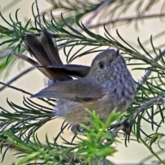 Acanthiza pusilla at Fyshwick, ACT - 9 Jan 2019