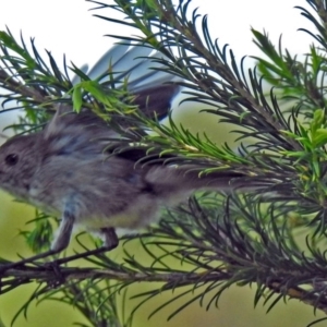 Acanthiza pusilla at Fyshwick, ACT - 9 Jan 2019 10:54 AM