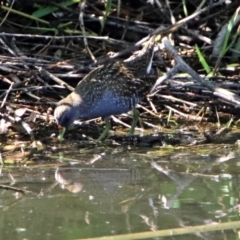 Porzana fluminea at Fyshwick, ACT - 9 Jan 2019 09:52 AM