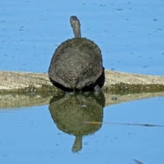 Chelodina longicollis (Eastern Long-necked Turtle) at Fyshwick, ACT - 8 Jan 2019 by RodDeb