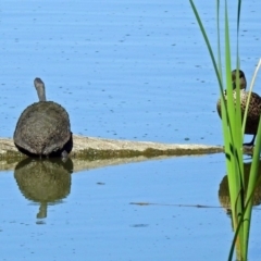 Chelodina longicollis at Fyshwick, ACT - 9 Jan 2019