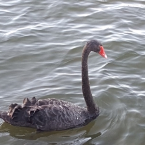 Cygnus atratus at Yarralumla, ACT - 9 Jan 2019 07:23 PM