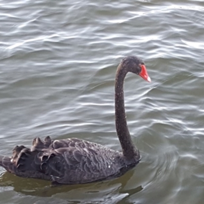 Cygnus atratus (Black Swan) at Yarralumla, ACT - 9 Jan 2019 by Mike