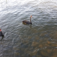 Cygnus atratus at Yarralumla, ACT - 9 Jan 2019 07:23 PM