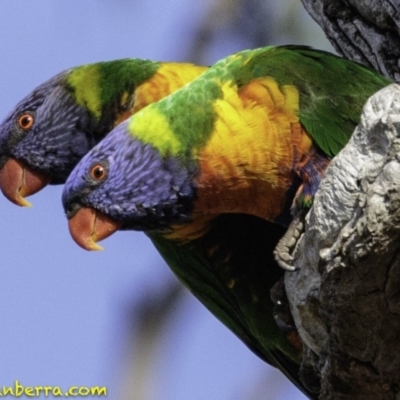 Trichoglossus moluccanus (Rainbow Lorikeet) at Symonston, ACT - 2 Jan 2019 by JonSteinbeck