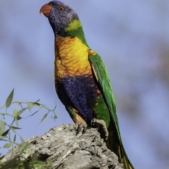 Trichoglossus moluccanus at Symonston, ACT - 2 Jan 2019 07:43 AM