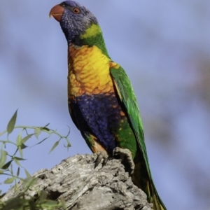 Trichoglossus moluccanus at Symonston, ACT - 2 Jan 2019