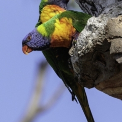 Trichoglossus moluccanus at Symonston, ACT - 2 Jan 2019