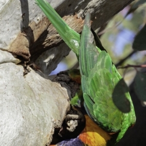 Trichoglossus moluccanus at Symonston, ACT - 2 Jan 2019 07:43 AM