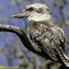 Dacelo novaeguineae (Laughing Kookaburra) at Undefined, ACT - 1 Jan 2019 by BIrdsinCanberra