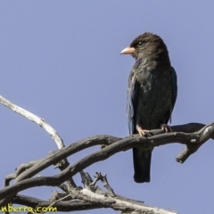 Eurystomus orientalis (Dollarbird) at Symonston, ACT - 2 Jan 2019 by JonSteinbeck