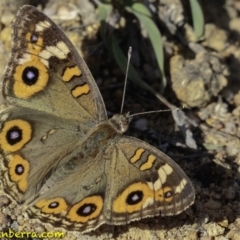 Junonia villida (Meadow Argus) at Symonston, ACT - 2 Jan 2019 by JonSteinbeck