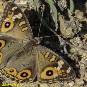 Junonia villida at Symonston, ACT - 2 Jan 2019