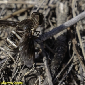 Villa sp. (genus) at Symonston, ACT - 2 Jan 2019