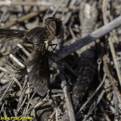Villa sp. (genus) (Unidentified Villa bee fly) at Symonston, ACT - 2 Jan 2019 by BIrdsinCanberra