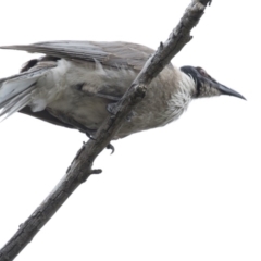 Philemon corniculatus (Noisy Friarbird) at Dunlop, ACT - 6 Jan 2019 by Alison Milton