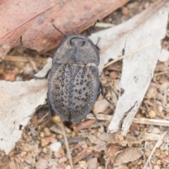 Helea ovata (Pie-dish beetle) at Dunlop, ACT - 7 Jan 2019 by Alison Milton