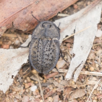 Helea ovata (Pie-dish beetle) at Dunlop, ACT - 7 Jan 2019 by Alison Milton