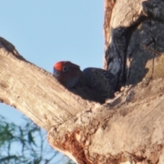 Callocephalon fimbriatum (Gang-gang Cockatoo) at Hughes, ACT - 9 Jan 2019 by JackyF