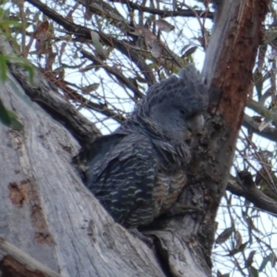 Callocephalon fimbriatum (Gang-gang Cockatoo) at Hughes, ACT - 9 Jan 2019 by JackyF