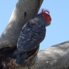 Callocephalon fimbriatum (Gang-gang Cockatoo) at Deakin, ACT - 9 Jan 2019 by JackyF