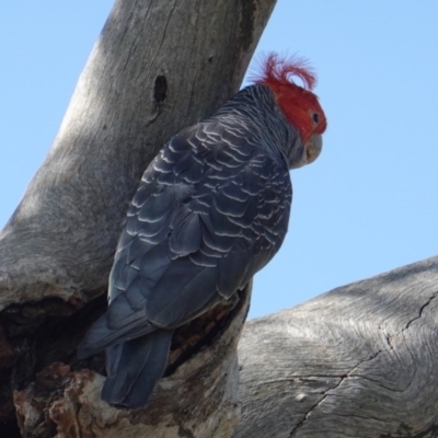 Callocephalon fimbriatum (Gang-gang Cockatoo) at Deakin, ACT - 9 Jan 2019 by JackyF