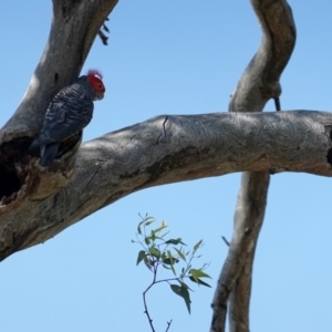 Callocephalon fimbriatum at Deakin, ACT - 9 Jan 2019