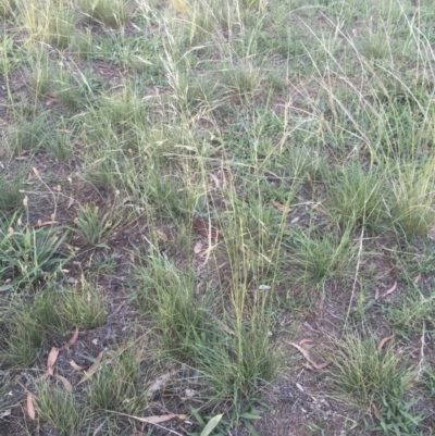 Austrostipa bigeniculata (Kneed Speargrass) at Griffith, ACT - 10 Jan 2019 by ianandlibby1