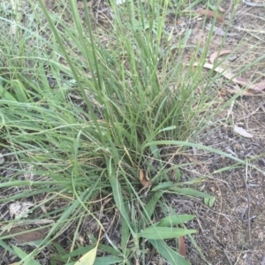 Austrostipa bigeniculata at Griffith, ACT - 10 Jan 2019 07:38 AM