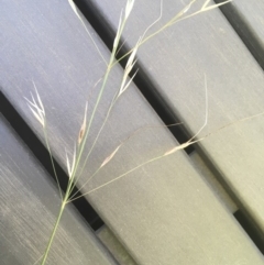 Austrostipa bigeniculata at Griffith, ACT - 10 Jan 2019 07:38 AM