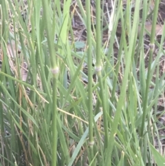 Austrostipa bigeniculata at Griffith, ACT - 10 Jan 2019 07:38 AM