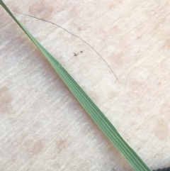 Austrostipa bigeniculata at Griffith, ACT - 10 Jan 2019 07:38 AM