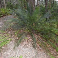 Macrozamia communis (Burrawang) at Bawley Point, NSW - 2 Jan 2019 by MatthewFrawley