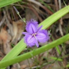 Thysanotus juncifolius (Branching Fringe Lily) at Termeil, NSW - 3 Jan 2019 by MatthewFrawley