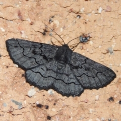 Melanodes anthracitaria (Black Geometrid) at Conder, ACT - 24 Dec 2018 by michaelb