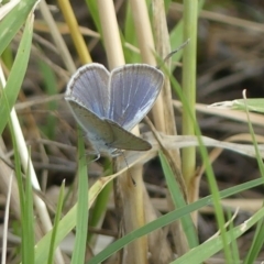 Zizina otis (Common Grass-Blue) at Molonglo Valley, ACT - 10 Jan 2019 by SandraH