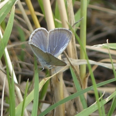 Zizina otis (Common Grass-Blue) at Molonglo Valley, ACT - 9 Jan 2019 by SandraH