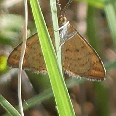 Scopula rubraria (Reddish Wave, Plantain Moth) at Molonglo Valley, ACT - 10 Jan 2019 by SandraH
