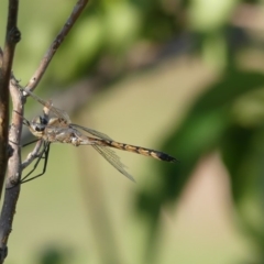 Hemicordulia tau (Tau Emerald) at Molonglo Valley, ACT - 10 Jan 2019 by SandraH