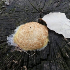 Fuligo septica (Scrambled egg slime) at National Arboretum Forests - 10 Jan 2019 by SandraH