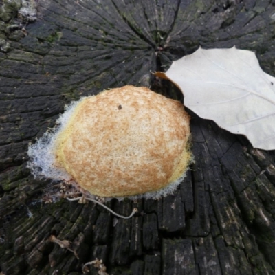 Fuligo septica (Scrambled egg slime) at Molonglo Valley, ACT - 9 Jan 2019 by SandraH