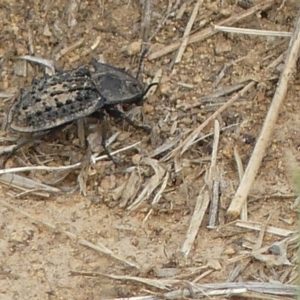 Helea ovata at Molonglo Valley, ACT - 10 Jan 2019 12:00 AM