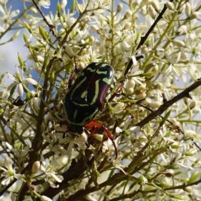 Eupoecila australasiae (Fiddler Beetle) at Hughes, ACT - 9 Jan 2019 by JackyF