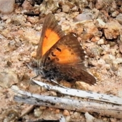 Lucia limbaria (Chequered Copper) at Molonglo Valley, ACT - 9 Jan 2019 by JohnBundock