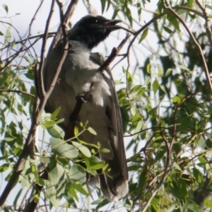 Coracina novaehollandiae at Hughes, ACT - 9 Jan 2019