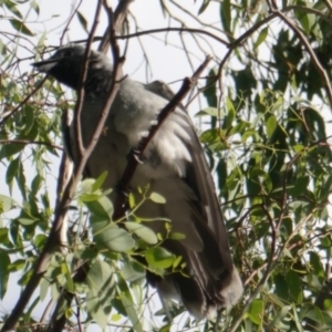 Coracina novaehollandiae at Hughes, ACT - 9 Jan 2019