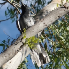 Coracina novaehollandiae at Hughes, ACT - 9 Jan 2019