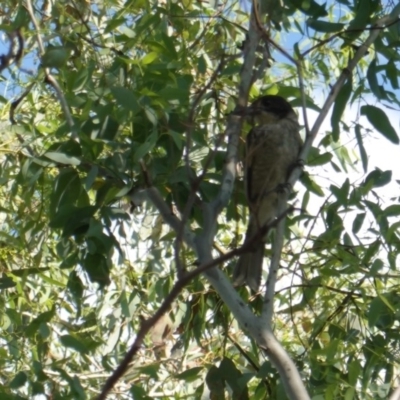 Cracticus torquatus (Grey Butcherbird) at Hughes, ACT - 9 Jan 2019 by JackyF