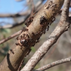 Papyrius nitidus (Shining Coconut Ant) at Hughes, ACT - 9 Jan 2019 by JackyF